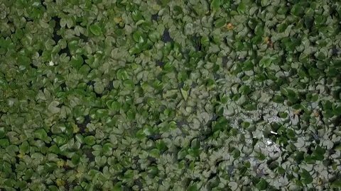 Flight over the river with green water lilies Stock Footage 76140796