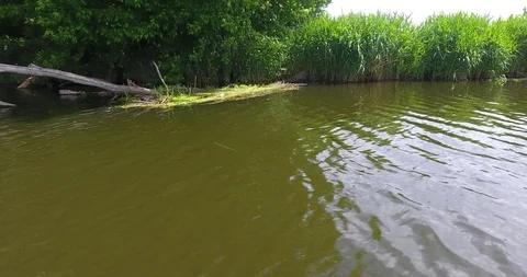 Flight over the river, low over the water, green river bank Stock Footage 90076408