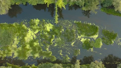 Flight over the river overgrown with grass, Ukraine surrounded by trees - aerial Stock Footage 94866898
