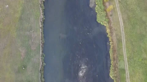 Flight over the river, overlooking the grazing cows on the bank Stock Footage 163091006
