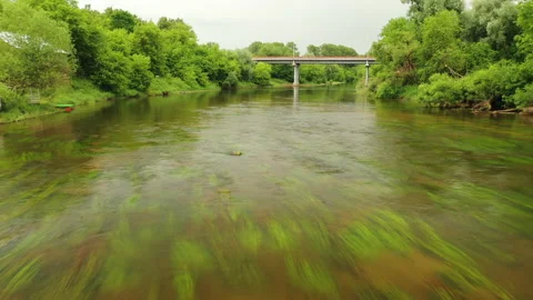 Flight over the river with plants and algae in forest Stock Footage 140193377