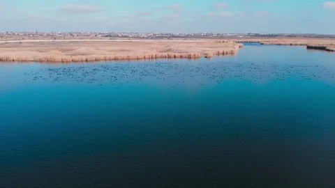 Flight over the river where there are a lot of birds and yellow reeds Stock Footage 128617234
