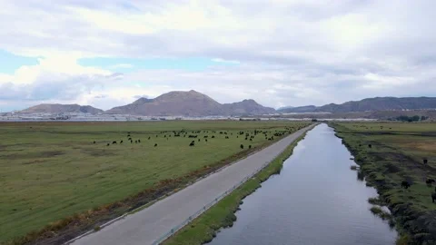 A Flight Over the River's Edge as the Bulls Graze in the Field Stock Footage 218370144