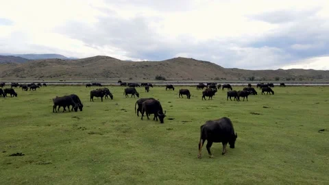 A Flight Over the River's Edge as the Bulls Graze in the Field 스톡 동영상 218370864