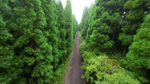 Flight over the road between green trees dense fog forest Drone View Stock Footage 221836714