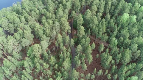 Flight over the Road in the Forrest Stock Footage 95770711