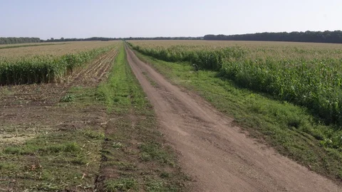 Flight over road near corn field Видео 123777599