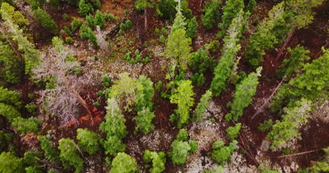 Flight over the rocky landscape covered with pine trees. Stock Footage 213329216