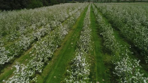 Flight over rows of blooming apple trees in the spring season. Video stock 273384197