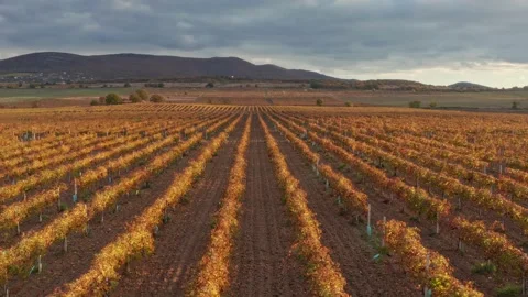 Flight over the rows of the vineyard duting sunset. Stock Footage 233182748