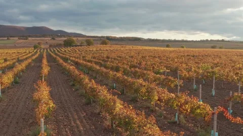 Flight over the rows of the vineyard duting sunset. Stock Footage 233283486