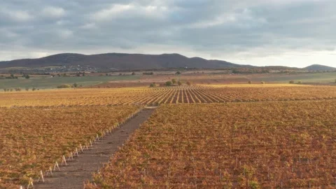 Flight over the rows of the vineyard duting sunset. Stock Footage 233284857