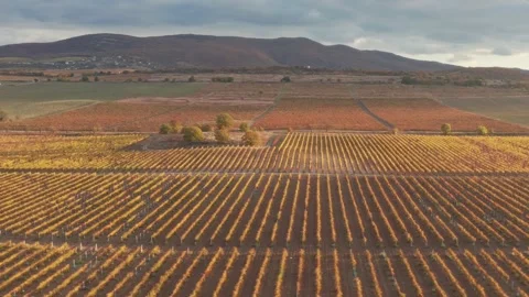 Flight over the rows of the vineyard duting sunset. Stock Footage 233285166