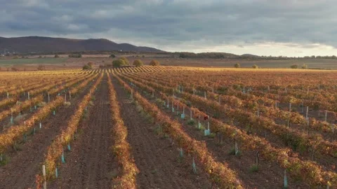 Flight over the rows of the vineyard duting sunset. Stock Footage 233285275