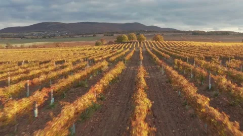Flight over the rows of the vineyard duting sunset. Stock Footage 233286353
