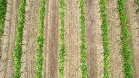 Flight over rows of vineyards in the countryside near florence Stock Footage 284711287
