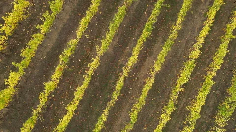 Flight over rows of yellow vineyards in Chianti Classico area in autumn Stock Footage 164145757