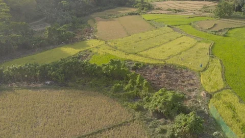 Flight over rural rice fields at the Philippines Stock Footage 105757445