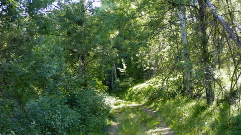 Flight over a rural road in the middle of the woods Stock Footage 137270784