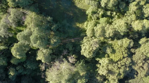 Flight over a rural road in the middle of a thick forest Stock Footage 137312053