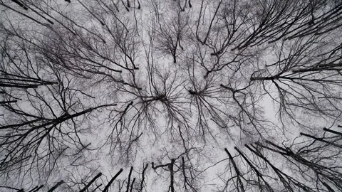 Flight over the scary winter forest Video stock 146955375