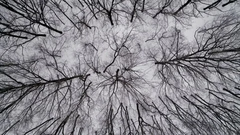Flight over the scary winter forest. The camera moves forward Stock Footage 146955393