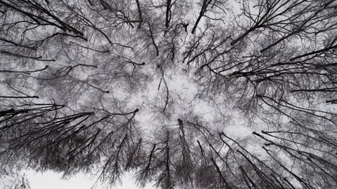 Flight over the scary winter forest. The camera rotating over the trees Stock Footage 146955465