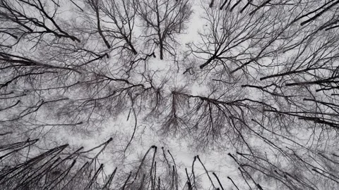 Flight over the scary winter forest. The camera pans over the trees Video stock 146955548