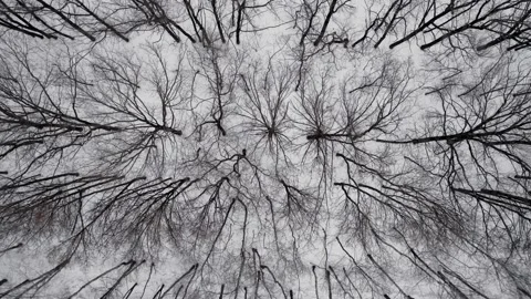 Flight over the scary winter forest. the camera moves vertically upward Video stock 146955677