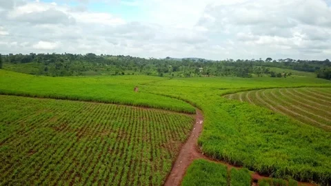 Flight Over Scenic Tea Farm In Uganda - drone shot Stock Footage 239597246