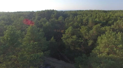 A flight over a seaside forest Video stock 63976347