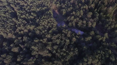 A flight over a seaside forest Video stock 63976557