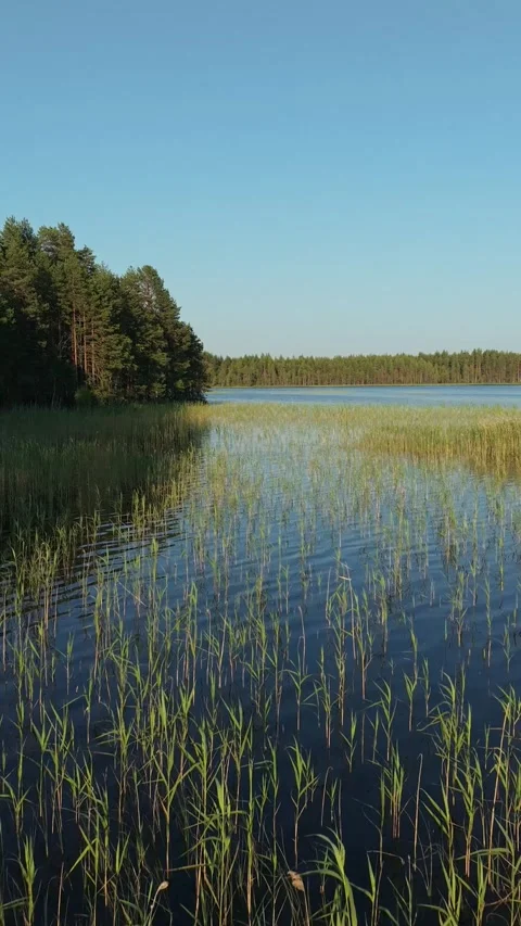 A flight over the shallow waters of a forest lake with reeds growing up from Video stock 317902969