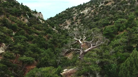Flight over the slopes of the mountains and a huge trunk of a dry tree among the Stock Footage 151141950