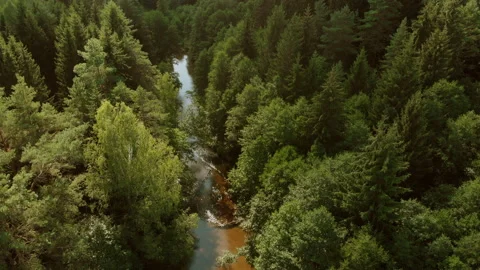Flight over a small forest river among old trees Stock Footage 135526906