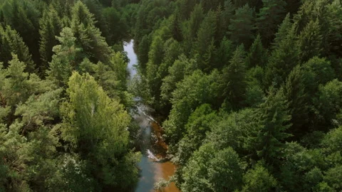 Flight over a small forest river among old trees Stock Footage 135527375