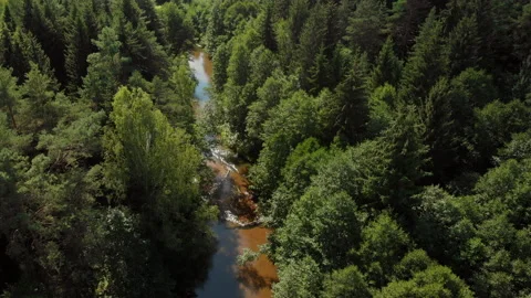 Flight over a small forest river among old trees Stock Footage 135528064