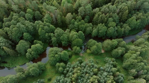 Flight over a small forest river among old trees Stock Footage 135528827