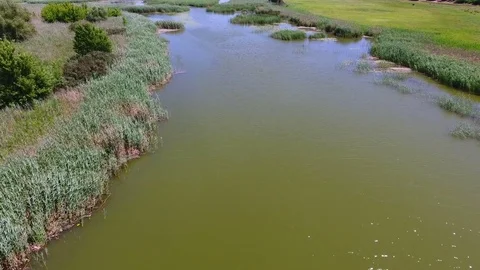 Flight over a small river covered with reeds Stock Footage 83723664