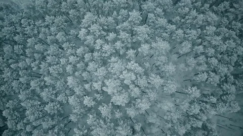 Flight over the snow-covered forest Video stock 85255283