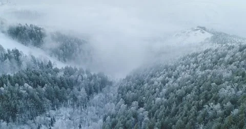 Flight over the snow-covered forest. Trees covered in snow and frost Stock Footage 153663297