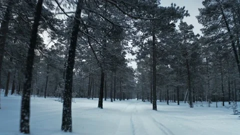 A flight over a snow-covered forest path among tall pines and spruces. It's 库存影片 228826535
