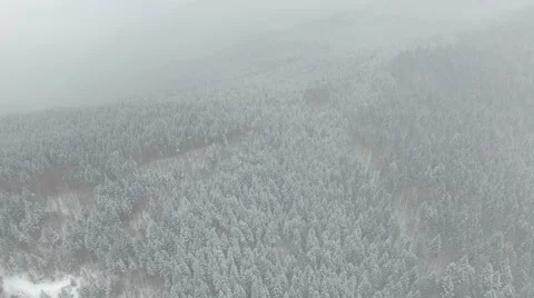 Flight over the snow-covered pine forest Stock Footage 59123077