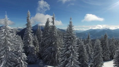 Flight up over the snow-covered pine forest in the winter mountains Video stock 71708700