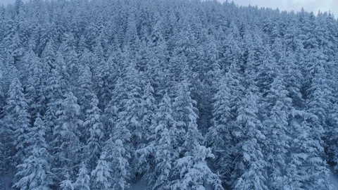 Flight over the snow-covered spruce forest after sunset 動画素材 86540148