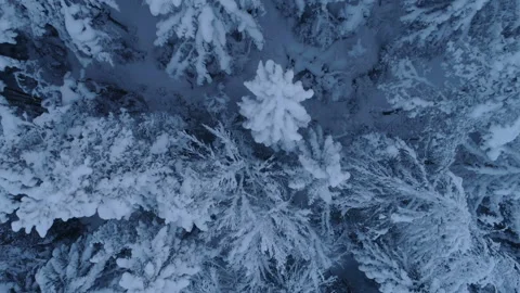 Flight over the snow-covered spruce forest after sunset 動画素材 86540509
