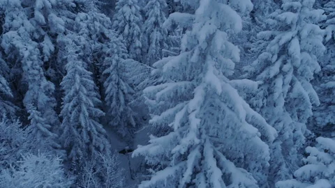 Flight over the snow-covered spruce forest after sunset 스톡 동영상 86541043