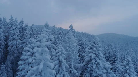 Flight over the snow-covered spruce forest after sunset Stock Footage 86541700
