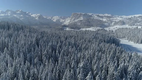 Flight over the snow-covered spruce forest with mountains in the background 스톡 동영상 147075818