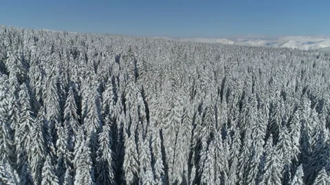 Flight over the snow-covered spruce forest with mountains in the background Stock Footage 147102839